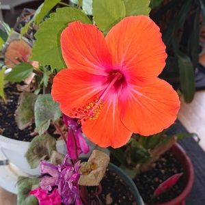 Meet your Posher, Amelia